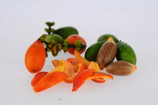 daun melinjo untuk asam urat, cara menurunkan asam urat alami, melinjo dan asam urat, rebusan daun melinjo, obat herbal asam urat, manfaat kulit melinjo, pengobatan tradisional asam urat, ramuan herbal untuk gout, tanaman penurun purin, daun antioksidan a